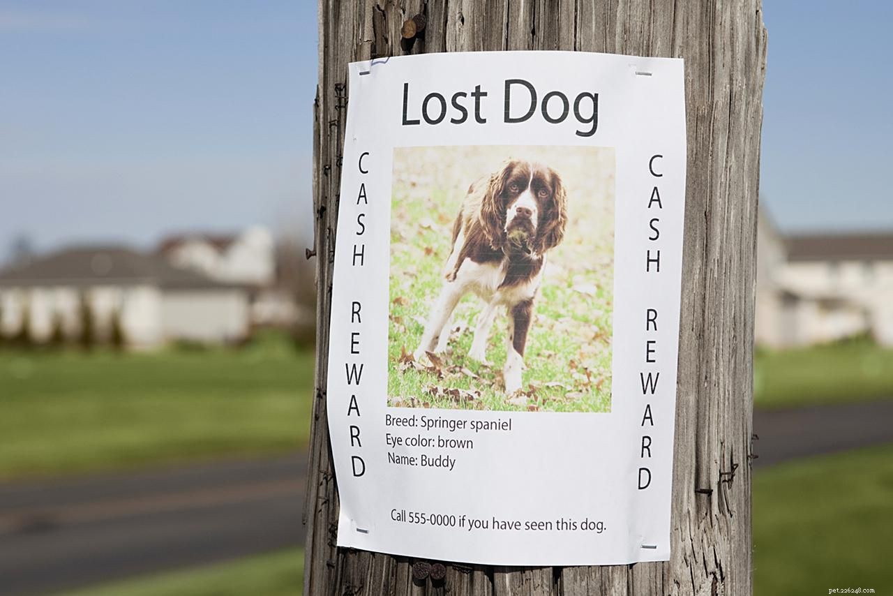 Top 10 Essential Safety Tips Every Dog Owner Should Know