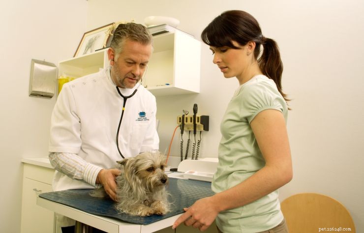 Top 10 Essential Safety Tips Every Dog Owner Should Know