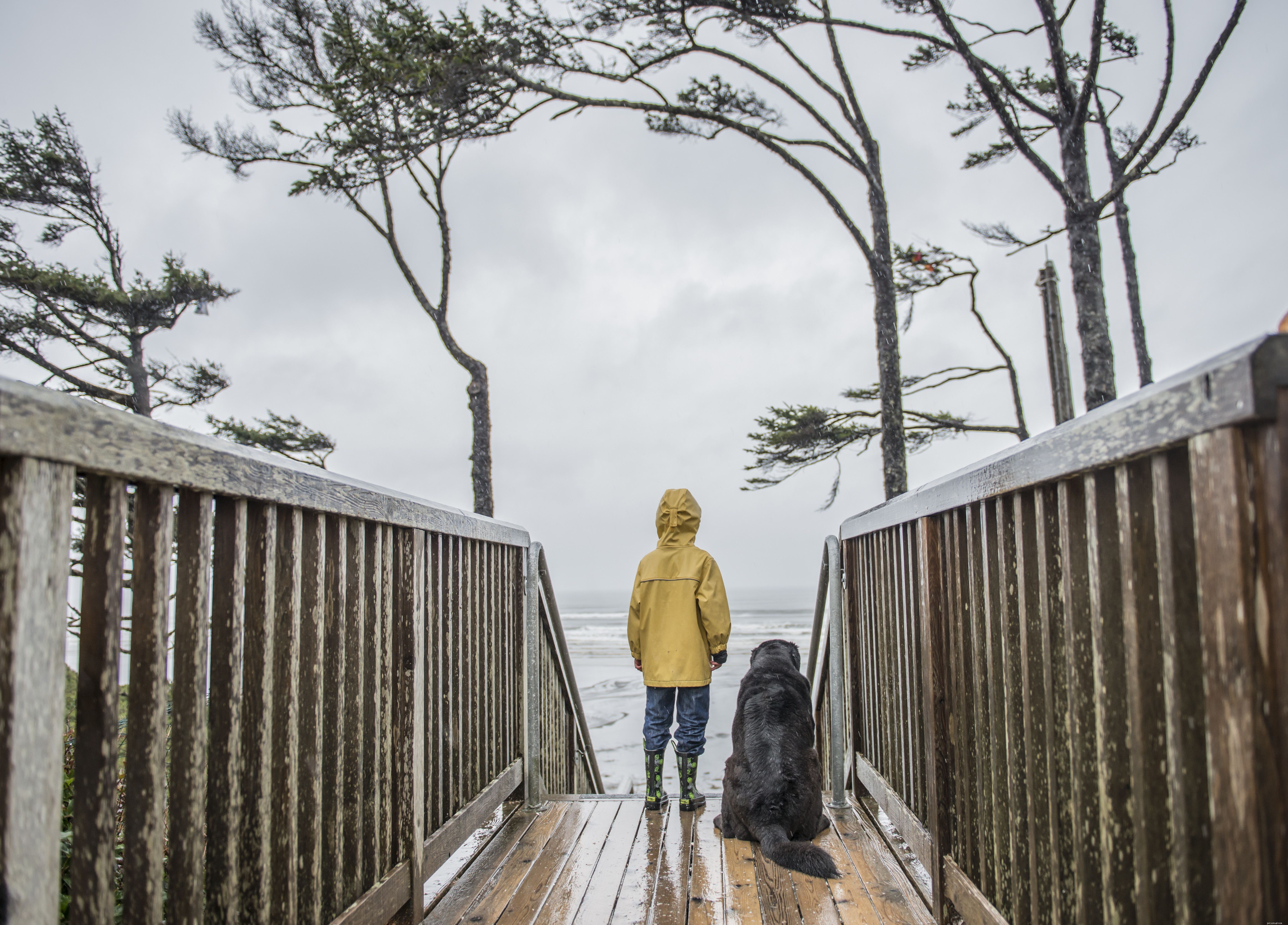 Top 10 Essential Safety Tips Every Dog Owner Should Know