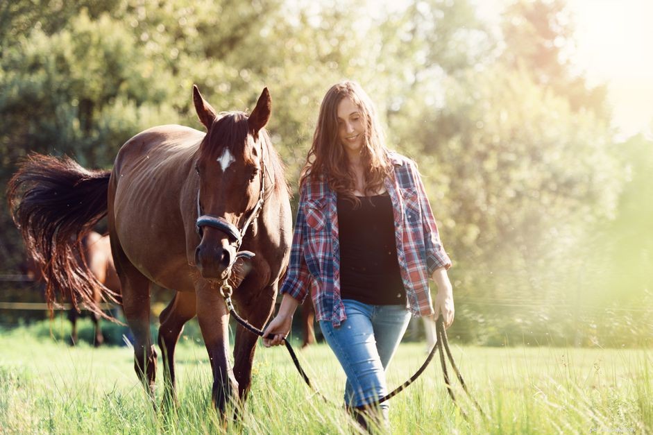 How to Acquire and Care for Your Own Horse: A Complete Guide