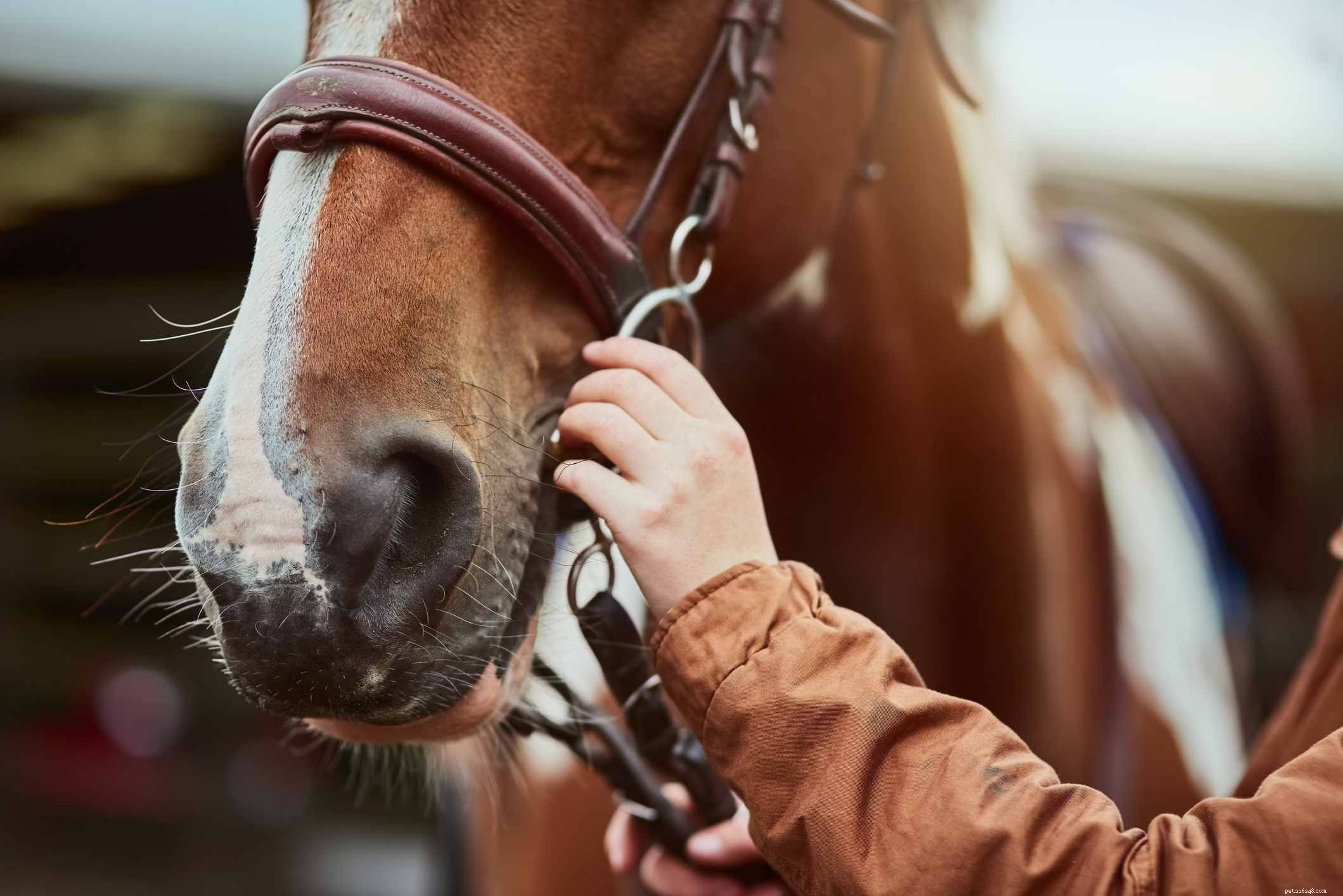 How to Acquire and Care for Your Own Horse: A Complete Guide
