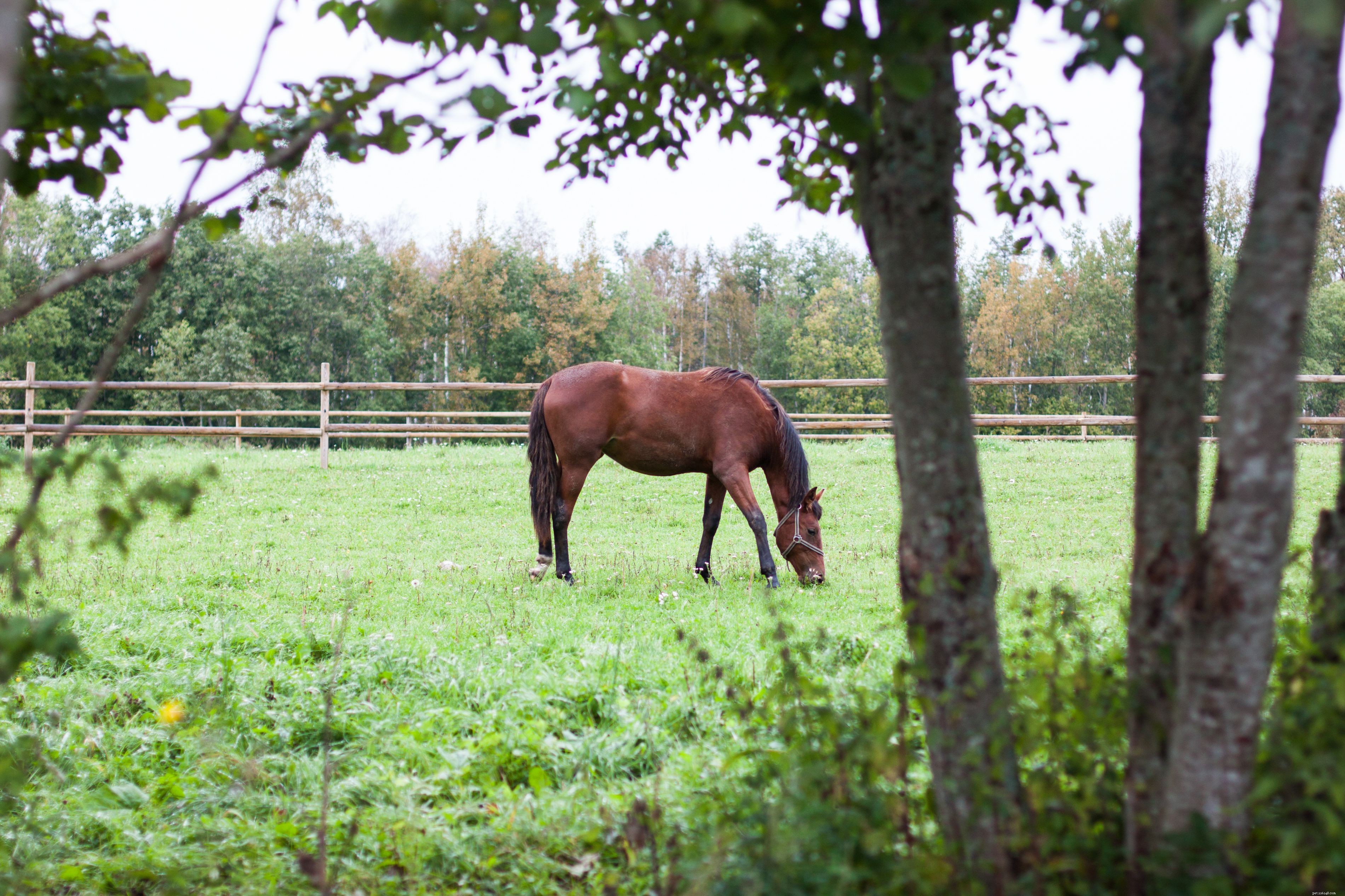 How to Acquire and Care for Your Own Horse: A Complete Guide