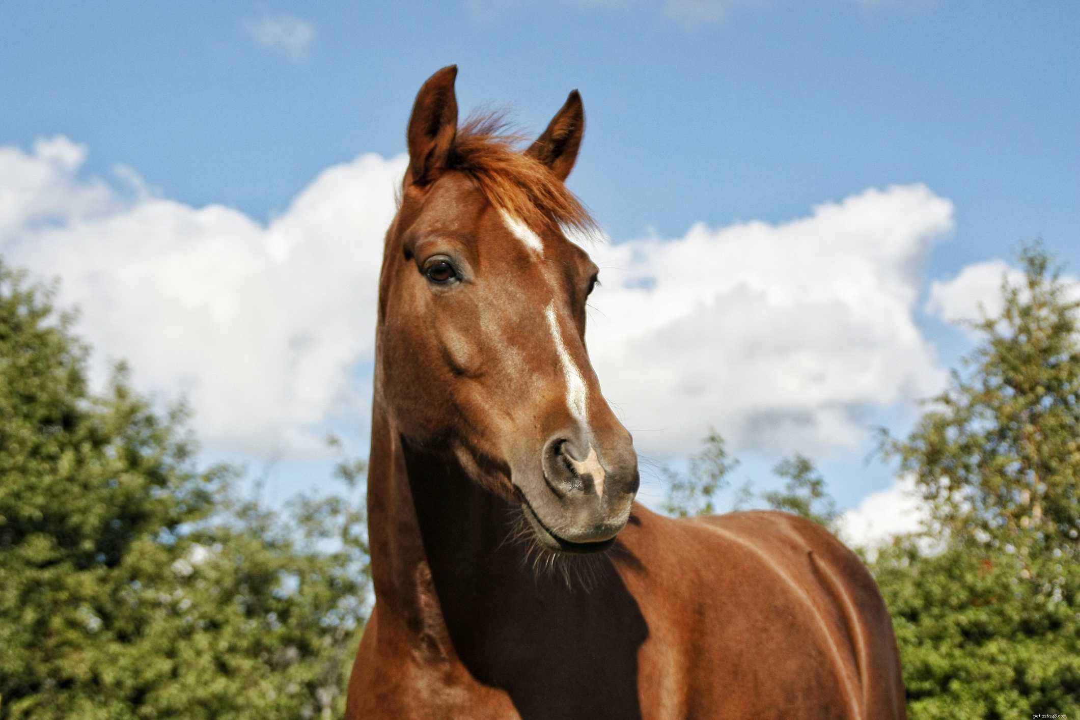 How to Acquire and Care for Your Own Horse: A Complete Guide
