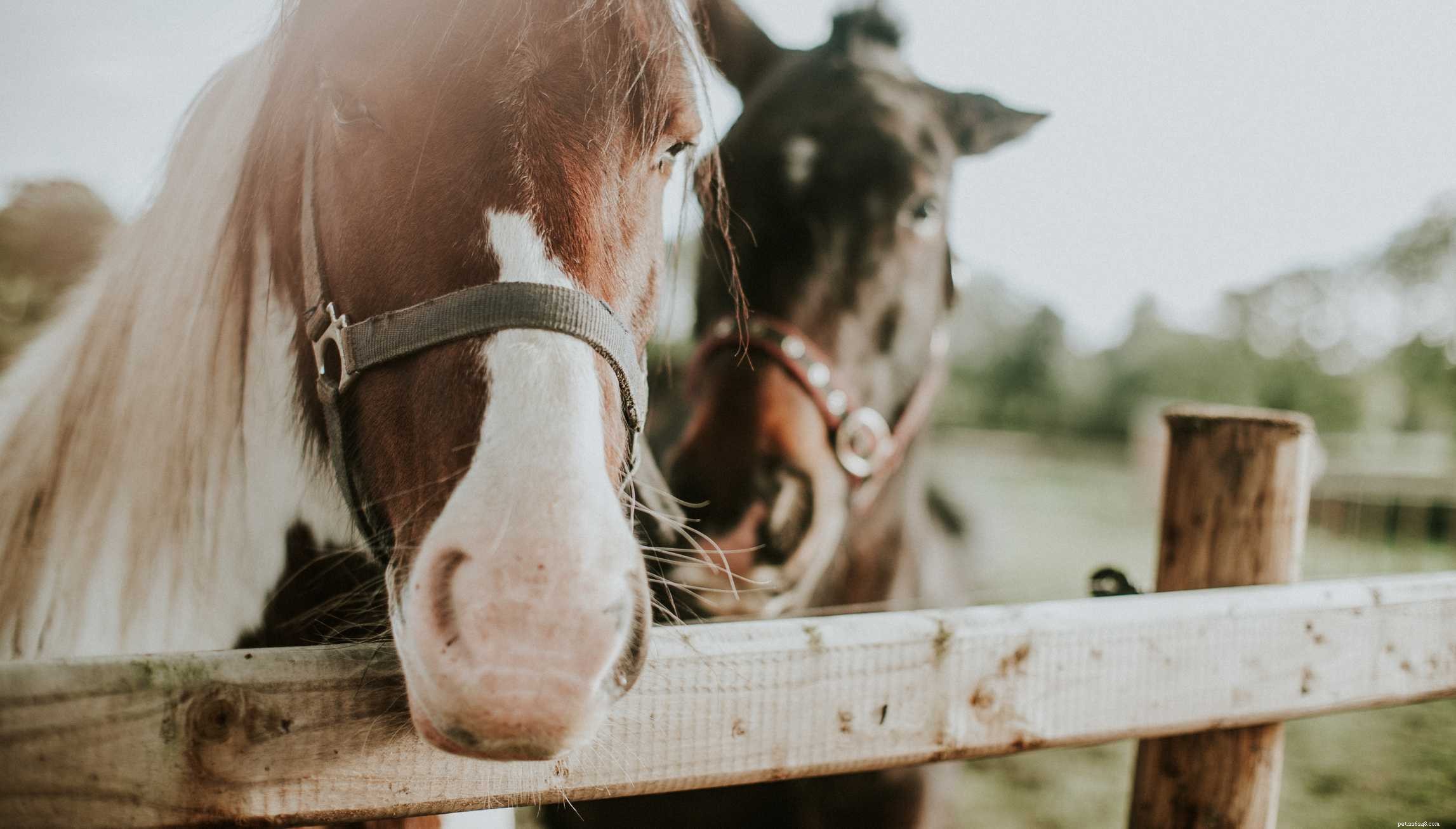 How to Acquire and Care for Your Own Horse: A Complete Guide