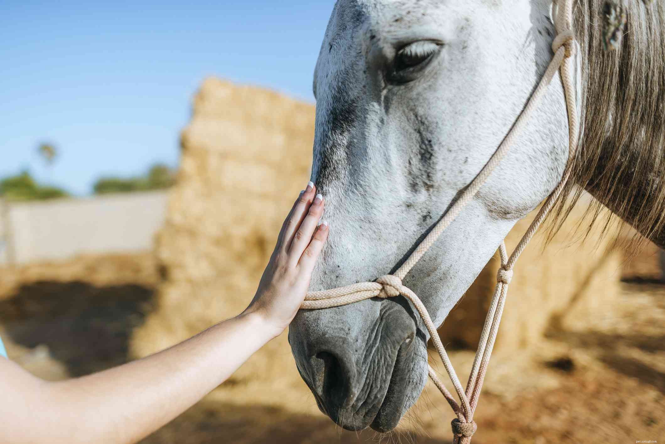 How to Acquire and Care for Your Own Horse: A Complete Guide