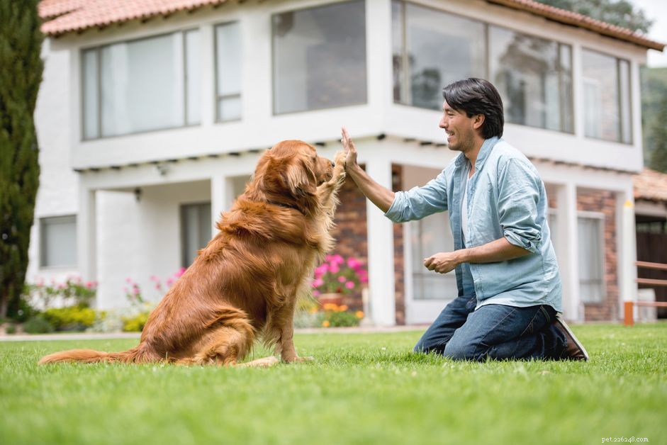 Choosing the Right Companion: Pros and Cons of Adopting Adult vs. Puppy Dogs