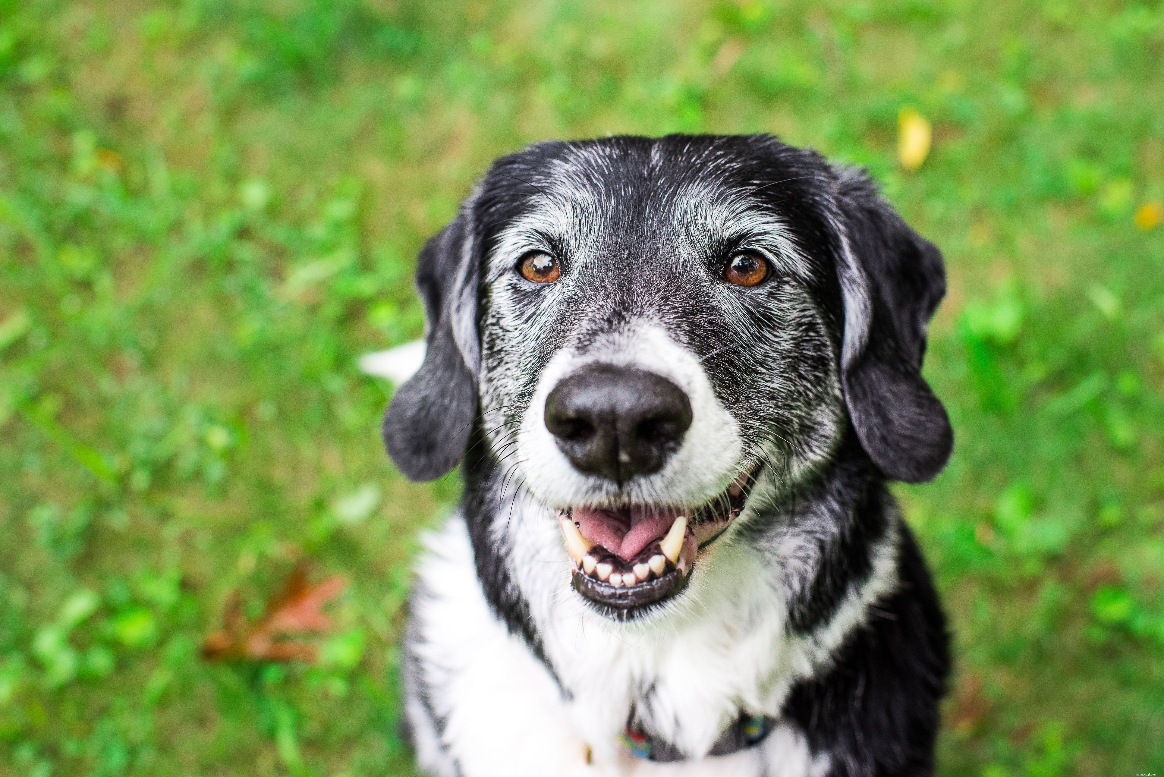 Choosing the Right Companion: Pros and Cons of Adopting Adult vs. Puppy Dogs