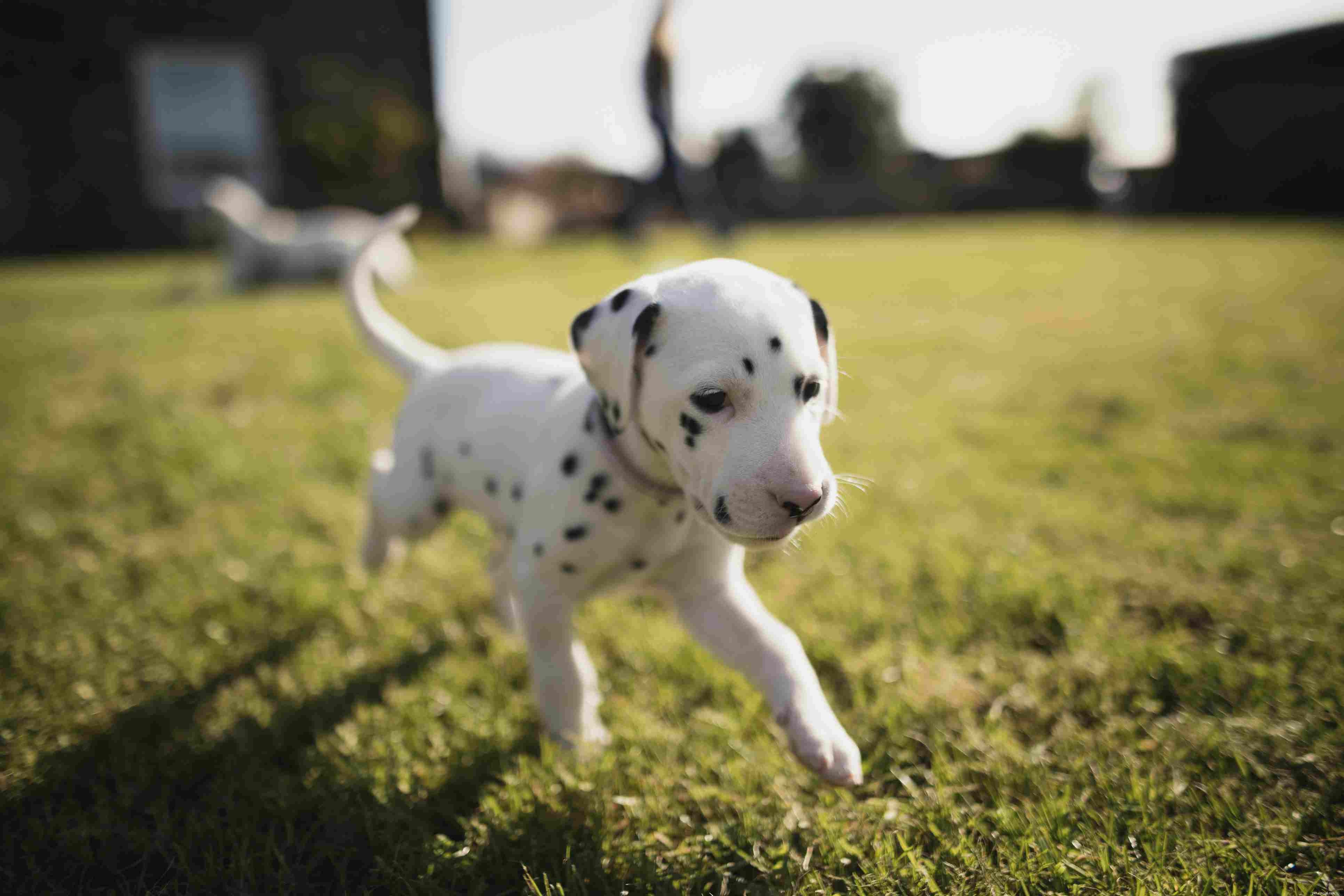 Choosing the Right Companion: Pros and Cons of Adopting Adult vs. Puppy Dogs