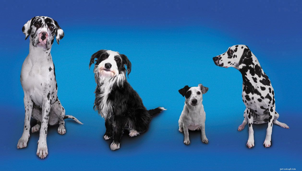 Your First Dog: Choosing, Finding, and Preparing for Lifelong Companionship