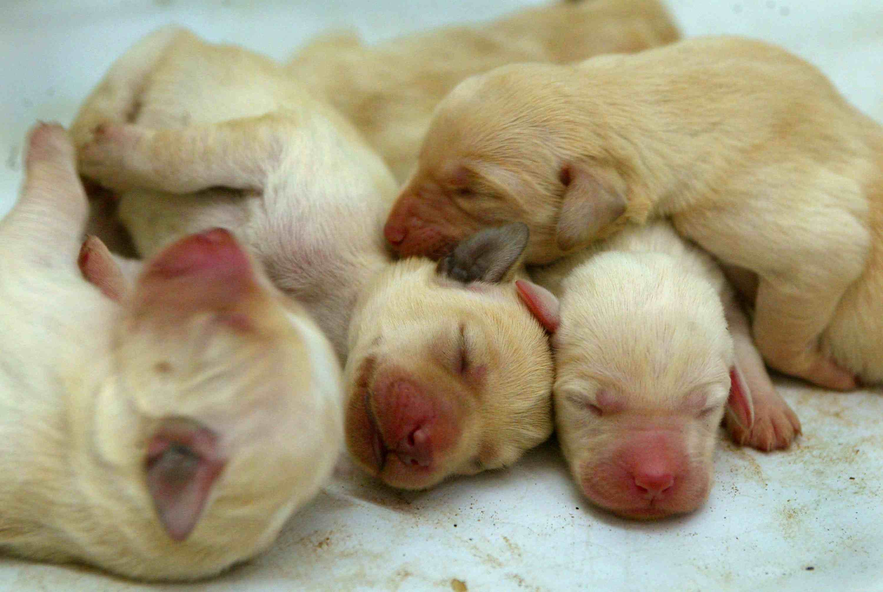 Your First Dog: Choosing, Finding, and Preparing for Lifelong Companionship