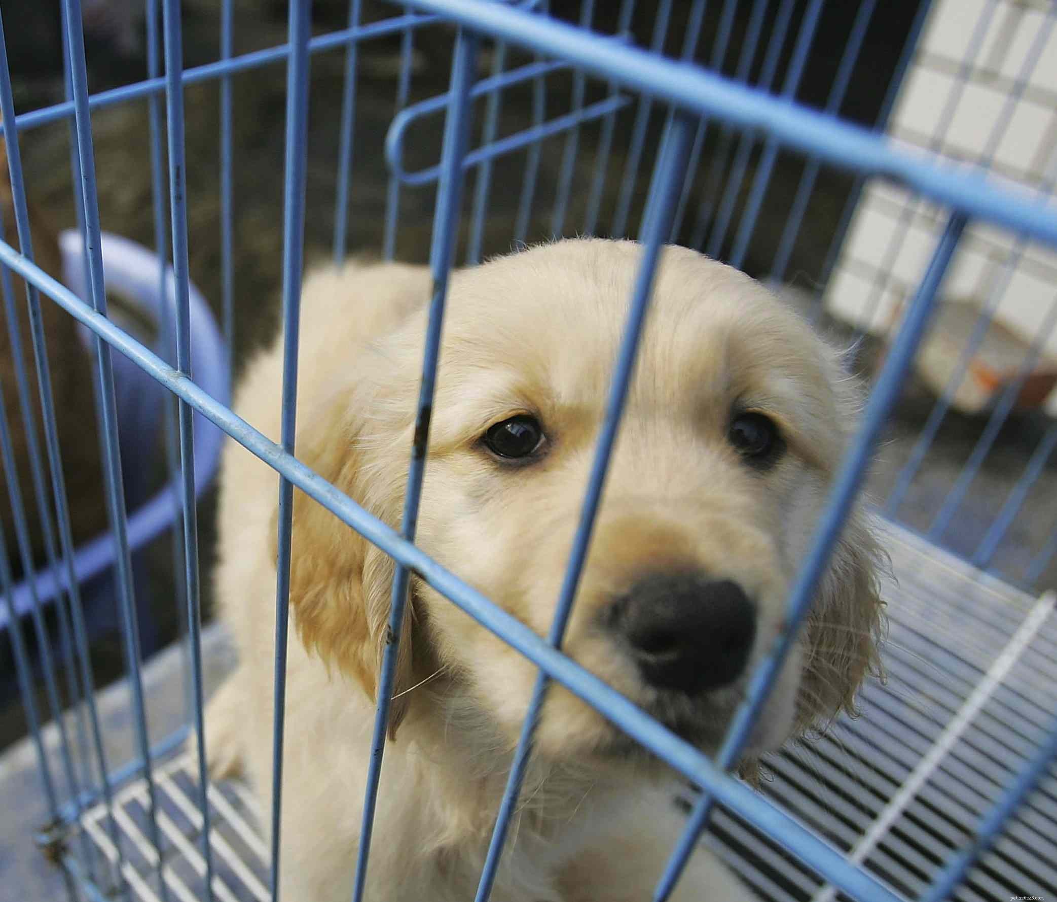 Your First Dog: Choosing, Finding, and Preparing for Lifelong Companionship