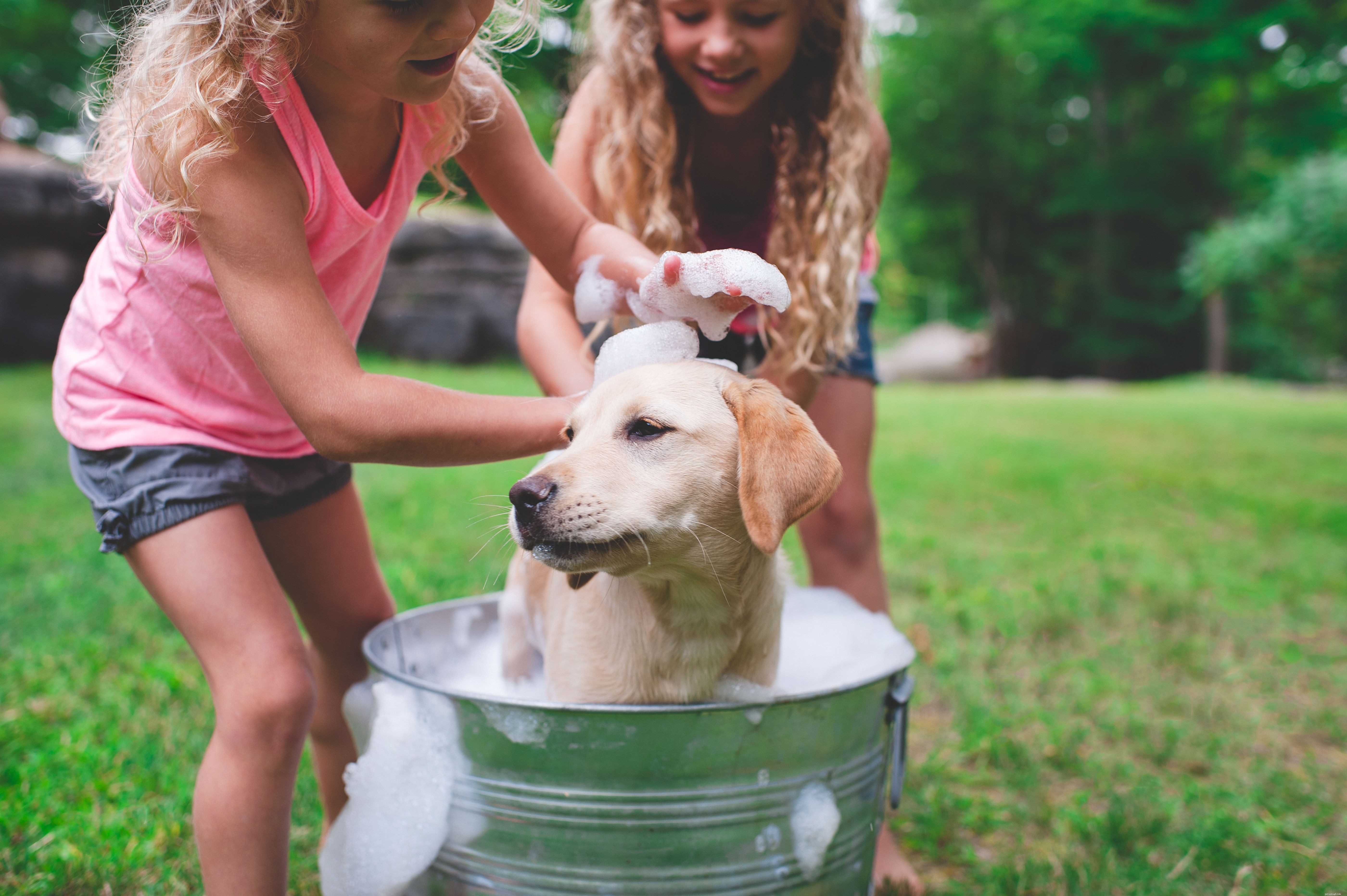 Train Your Dog to Live Harmoniously with Multiple Dogs