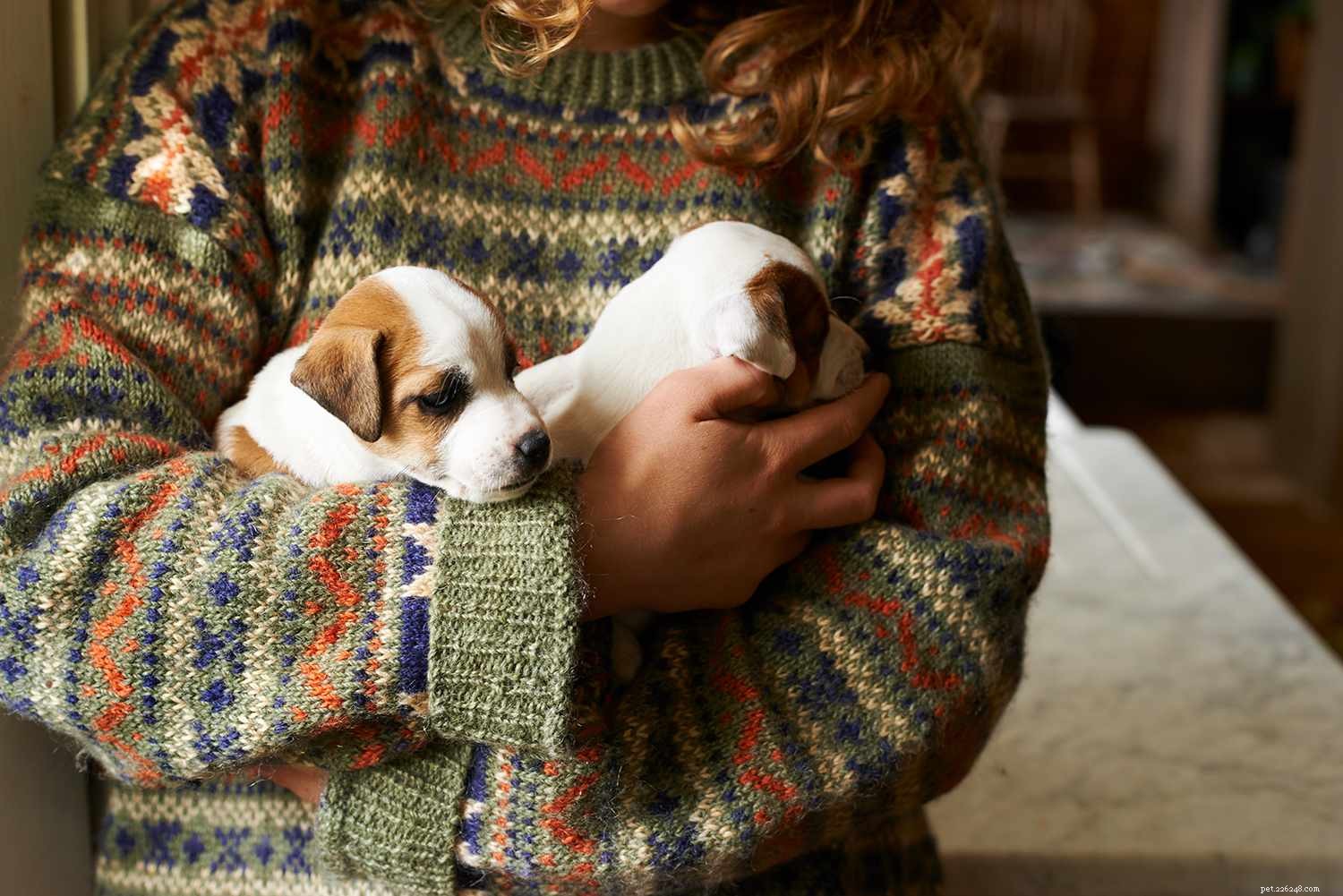 Train Your Dog to Live Harmoniously with Multiple Dogs
