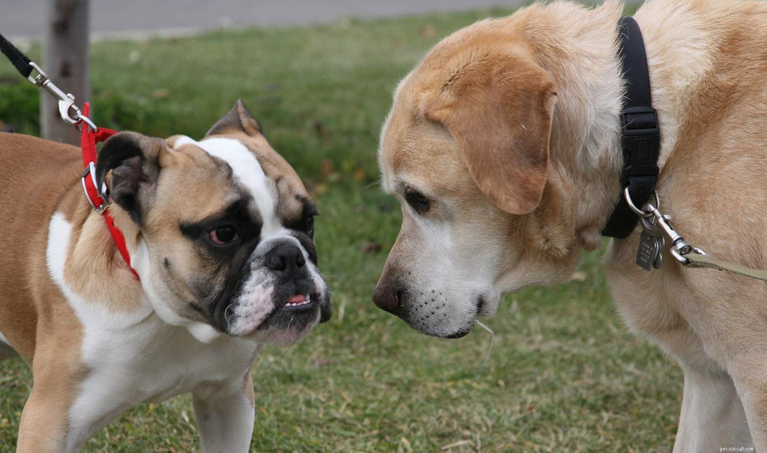 Train Your Dog to Live Harmoniously with Multiple Dogs
