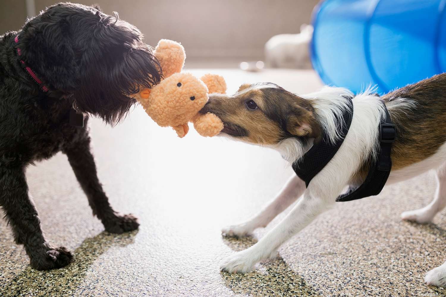 Train Your Dog to Live Harmoniously with Multiple Dogs