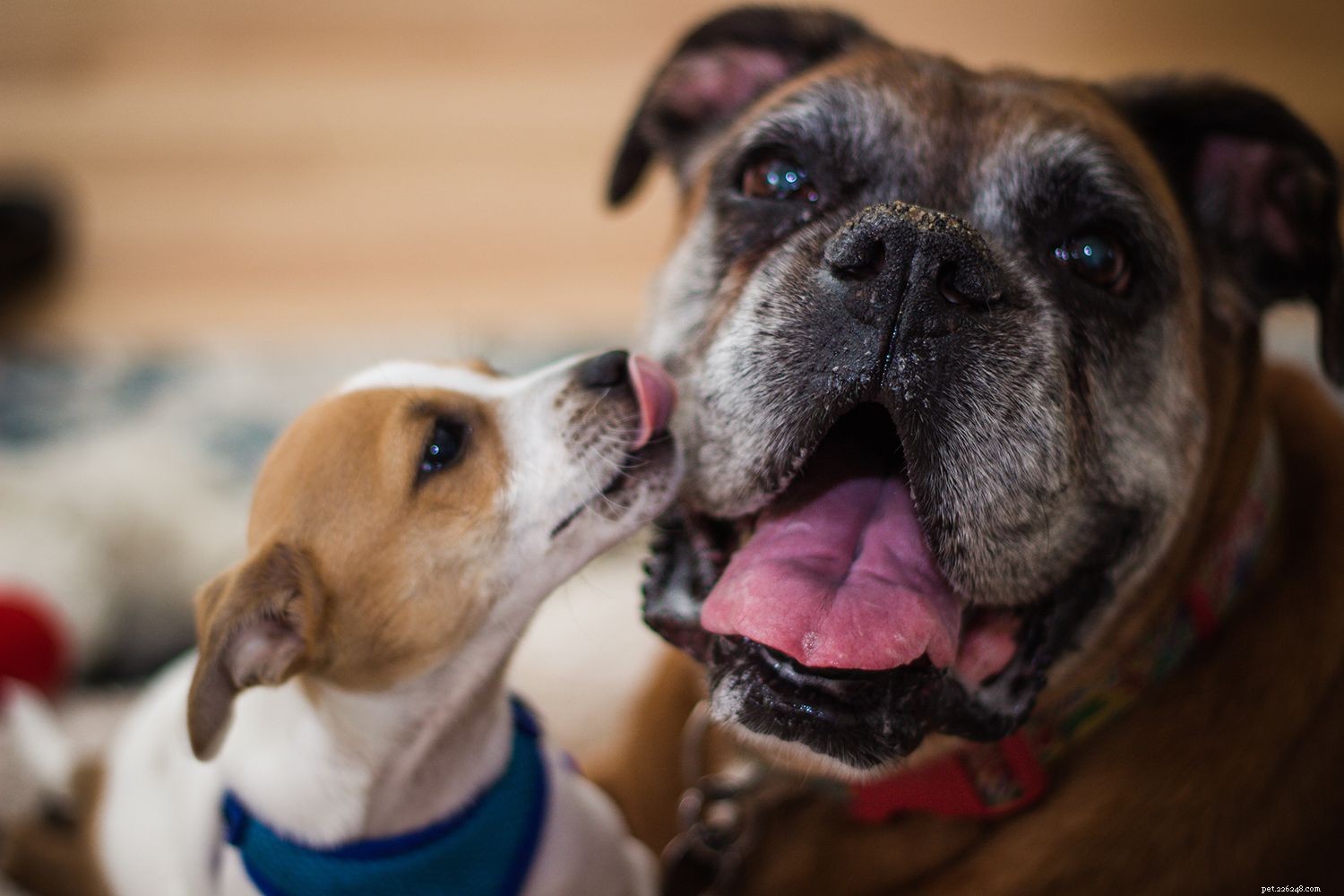Train Your Dog to Live Harmoniously with Multiple Dogs