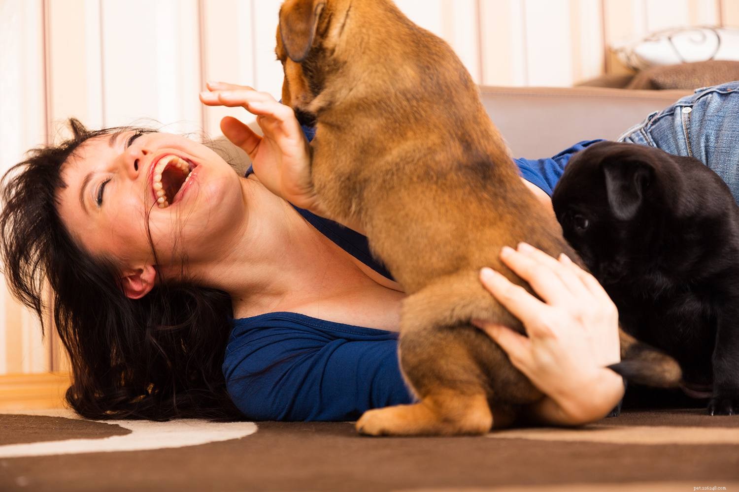 Train Your Dog to Live Harmoniously with Multiple Dogs