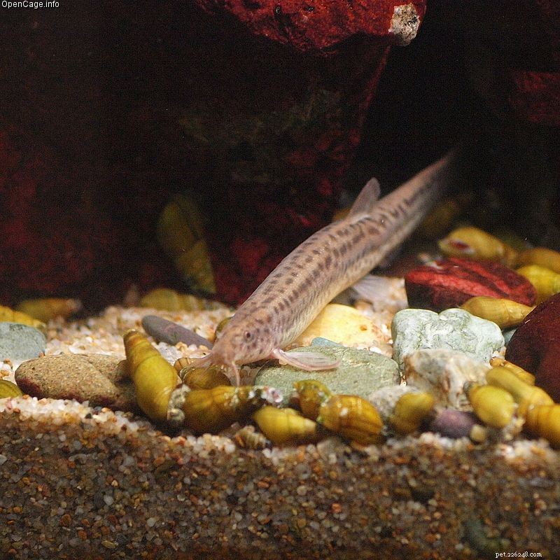 Common Fish Names Starting With  W : Species & Scientific Names