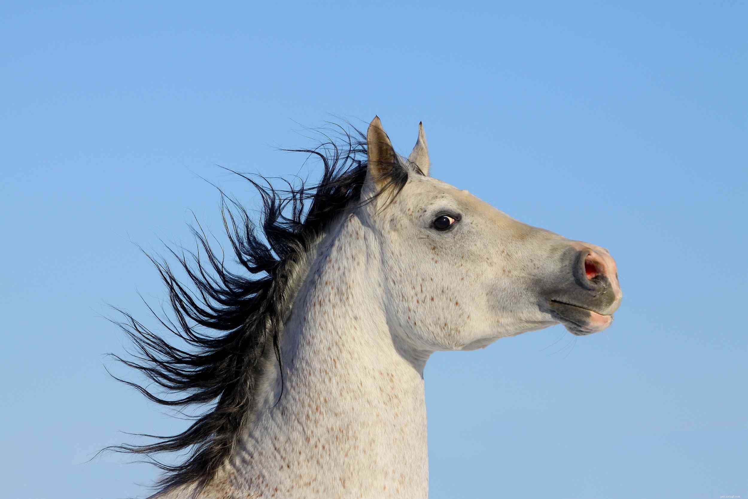 Punishing Your Horse – Why It Often Fails and Better Alternatives