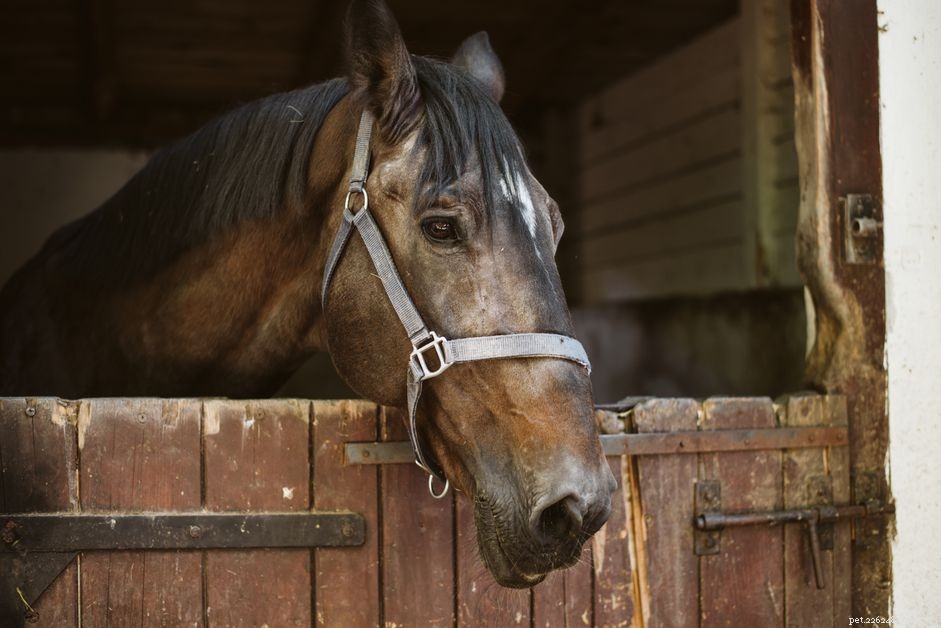 Punishing Your Horse – Why It Often Fails and Better Alternatives