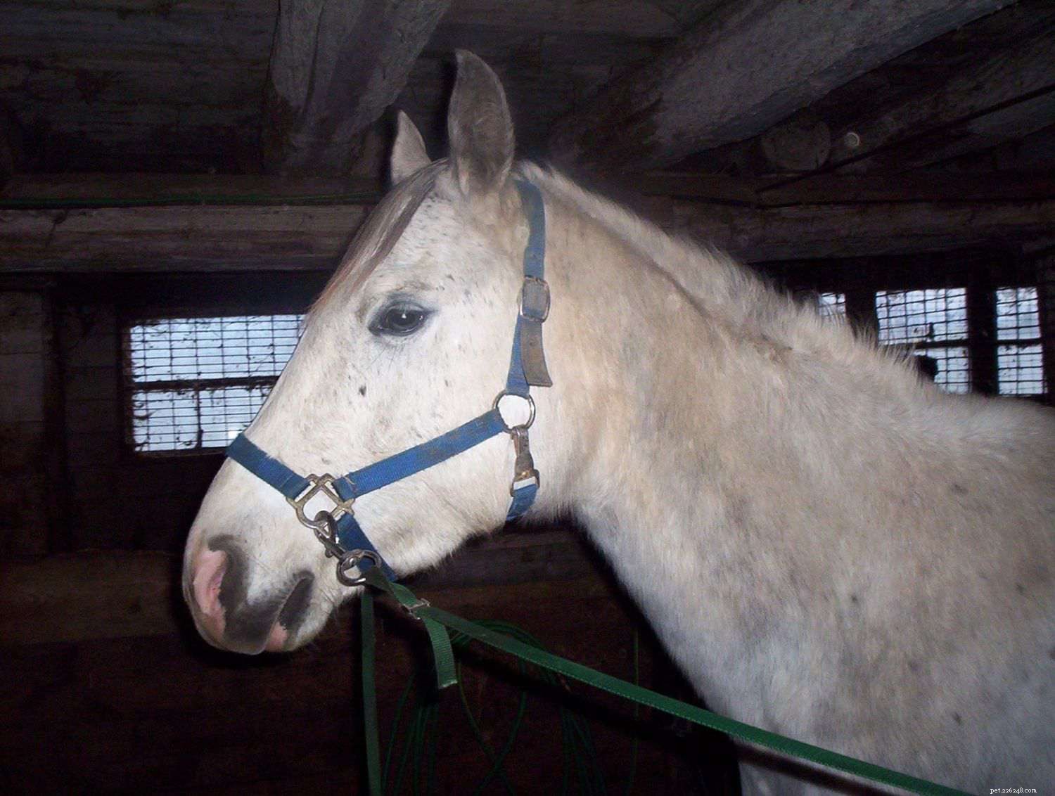 Punishing Your Horse – Why It Often Fails and Better Alternatives