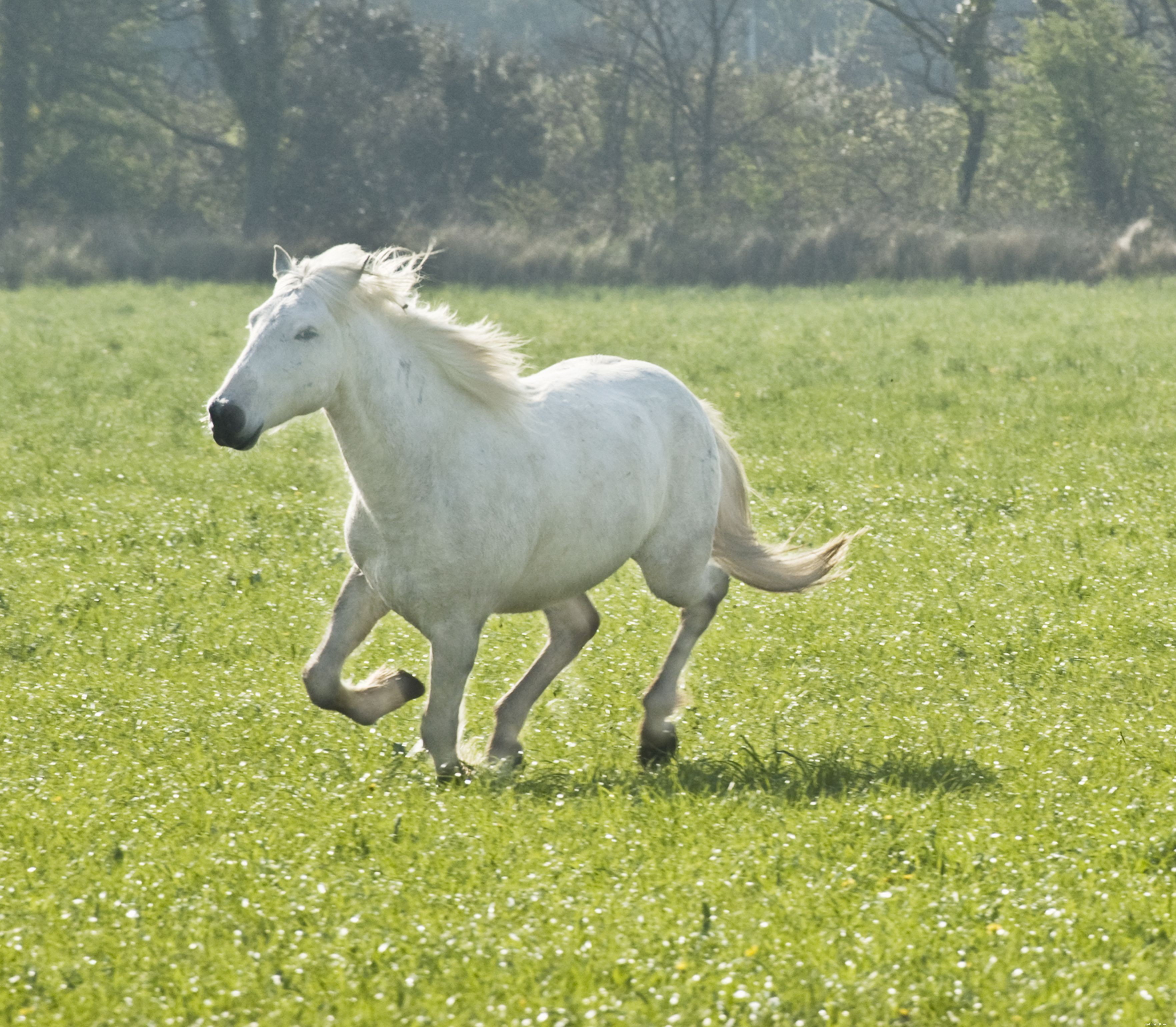 Punishing Your Horse – Why It Often Fails and Better Alternatives