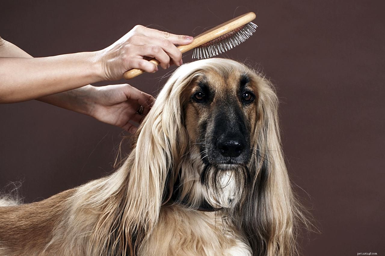 Essential Dog Grooming Supplies Every Owner Should Have