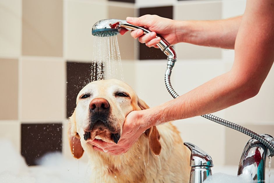 Essential Dog Grooming Supplies Every Owner Should Have