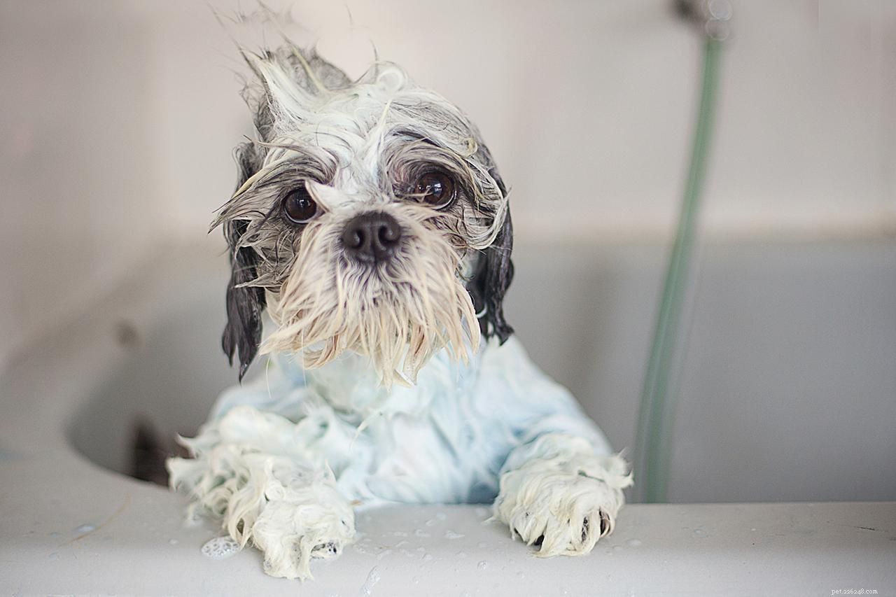 Essential Dog Grooming Supplies Every Owner Should Have