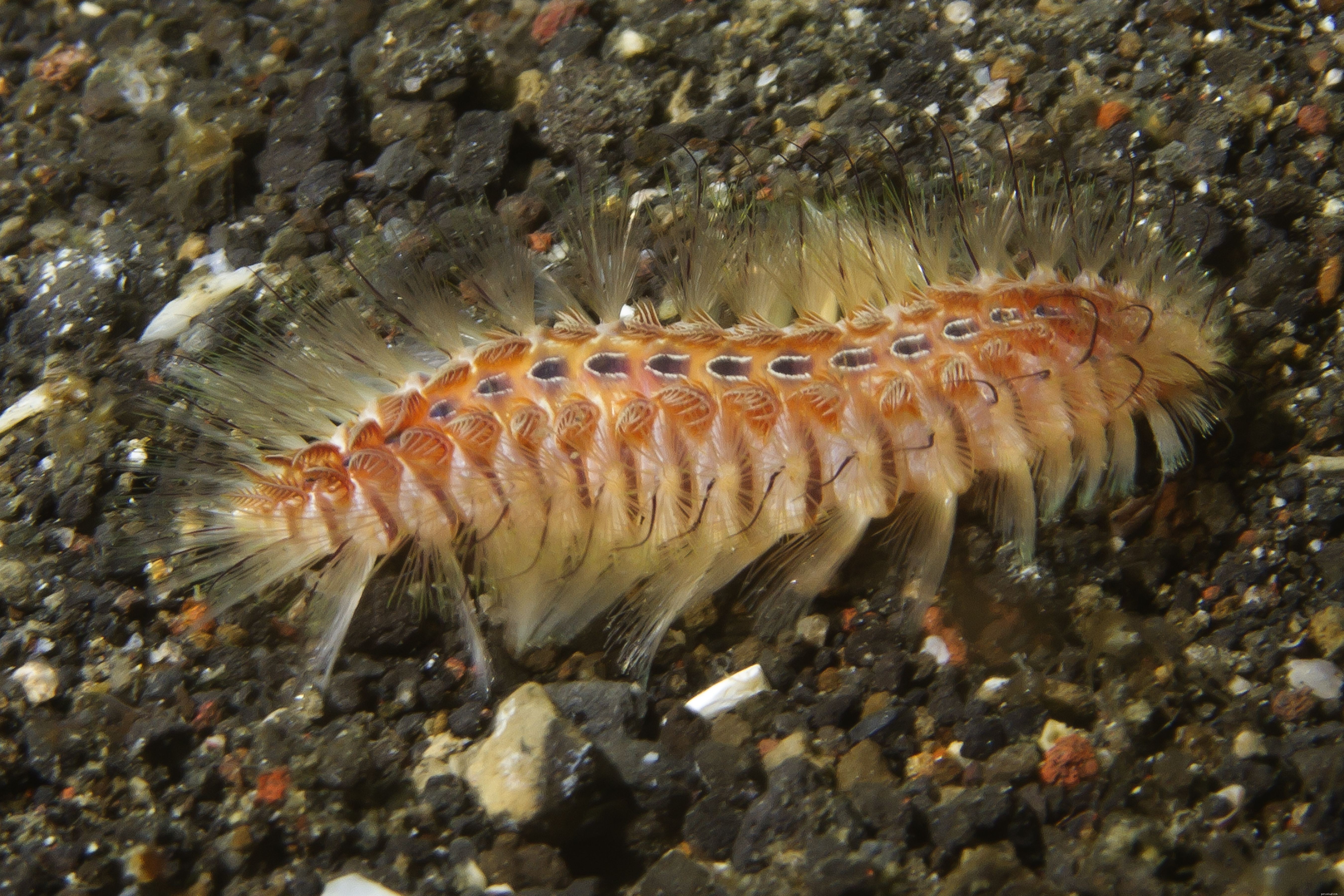 Coral Banded Shrimp – Vibrant, Low‑Maintenance Aquarium Companion