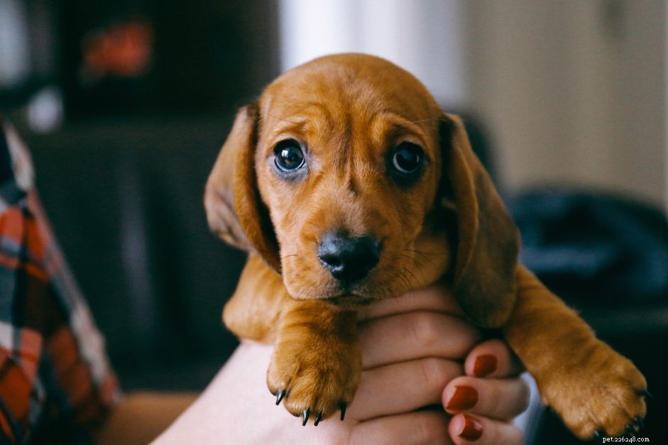 Teaching Your Puppy to Feel Comfortable with Handling: A Complete Guide