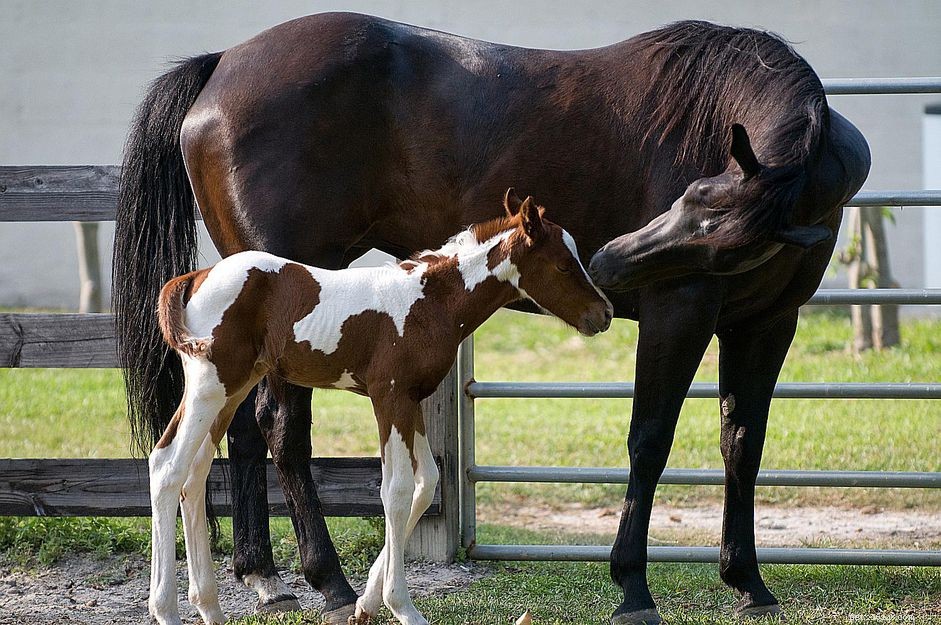What Exactly Is a Colt? A Clear Guide