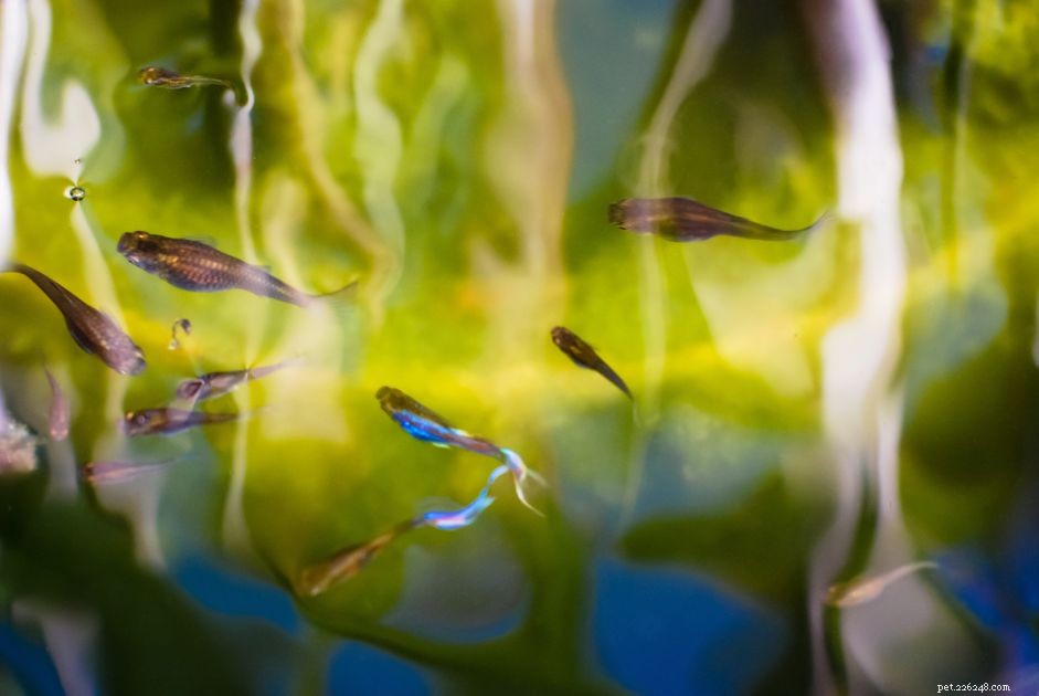 The Guppy Project: Innovative Solutions to Stop Zika Virus Spread