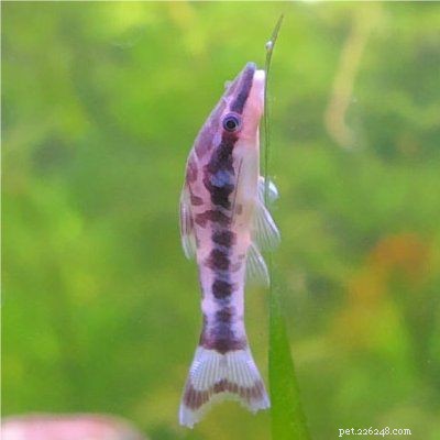 Choosing the Best Freshwater Aquarium Fish for a Healthy, Vibrant Tank