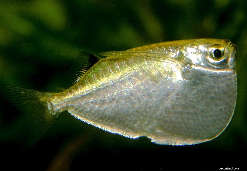 Choosing the Best Freshwater Aquarium Fish for a Healthy, Vibrant Tank