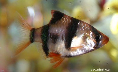 Choosing the Best Freshwater Aquarium Fish for a Healthy, Vibrant Tank