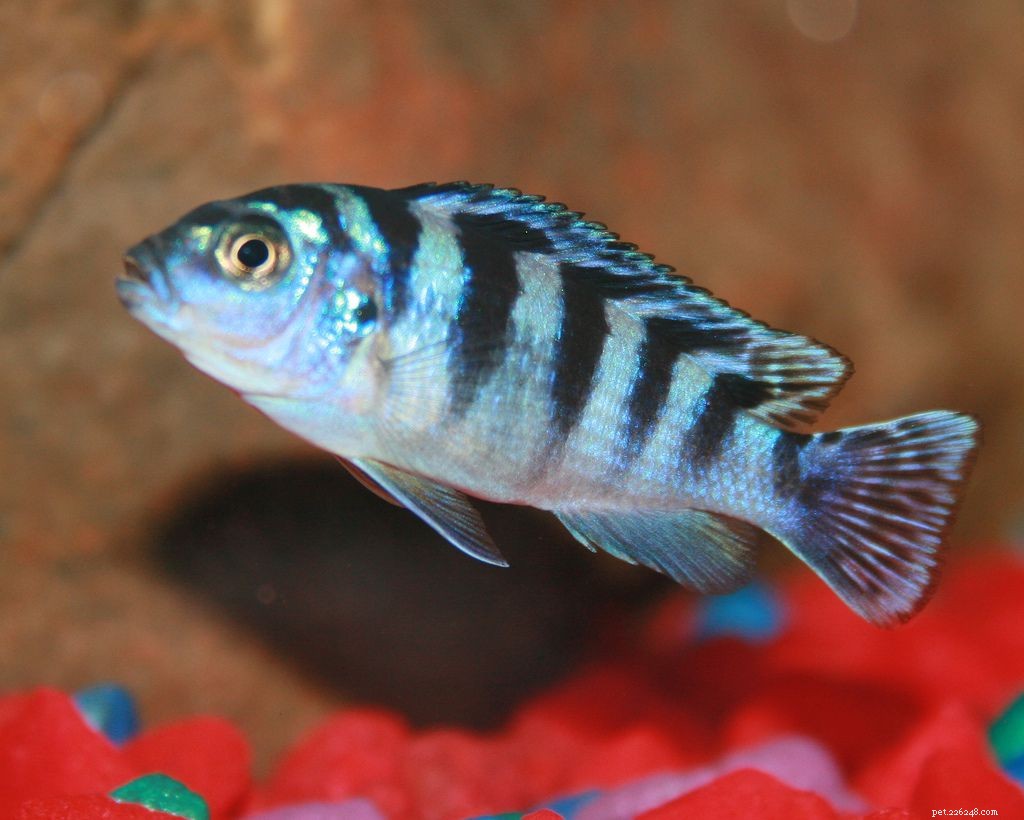 Choosing the Best Freshwater Aquarium Fish for a Healthy, Vibrant Tank