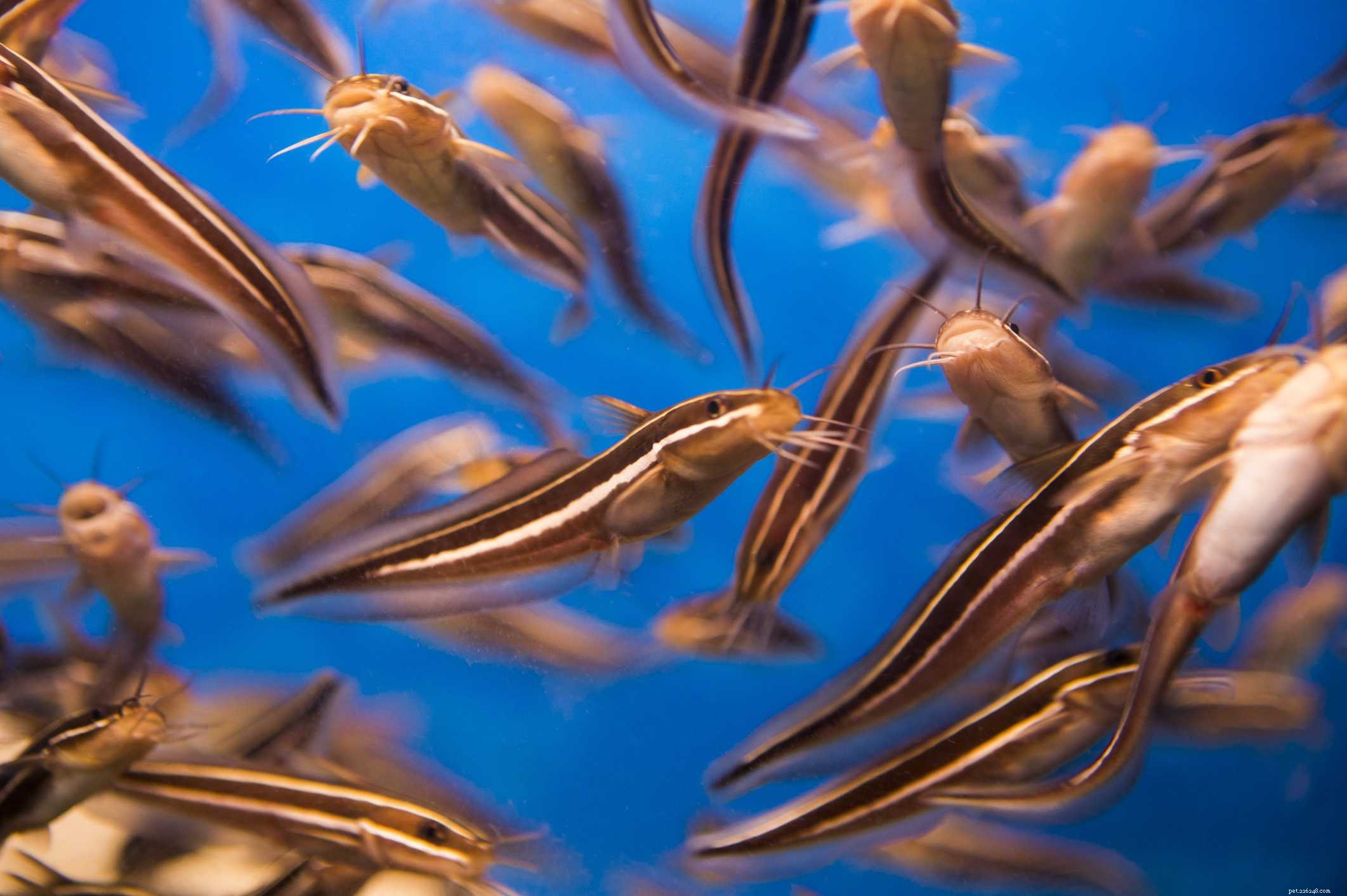Choosing the Best Freshwater Aquarium Fish for a Healthy, Vibrant Tank