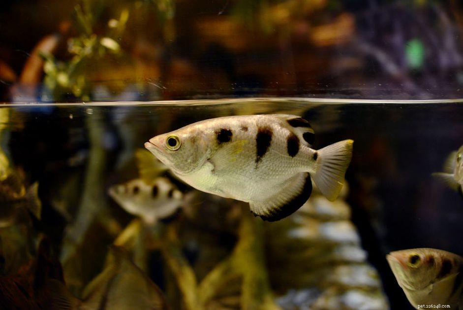 Compatible Tankmates for Archer Fish: A Guide to Safe Companions