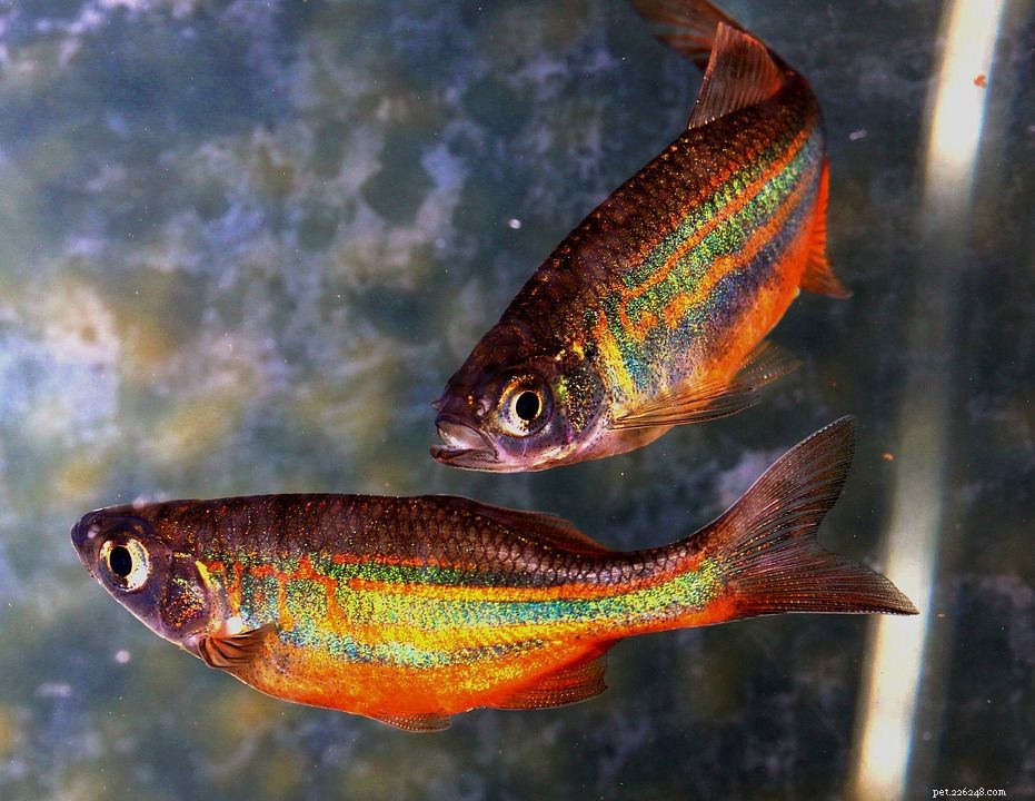 Choosing the Best Freshwater Aquarium Fish for a Healthy, Vibrant Tank