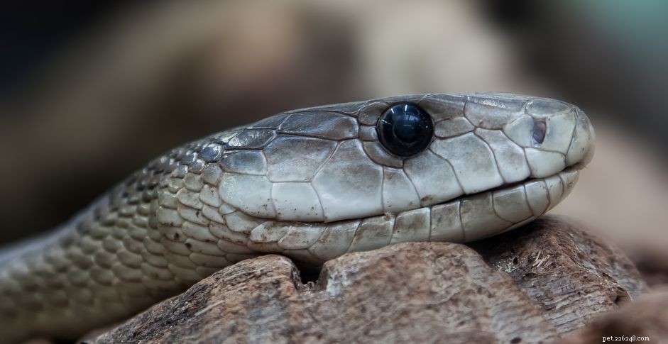 Create a Humidity Hide Box for Reptiles: Step‑by‑Step Guide
