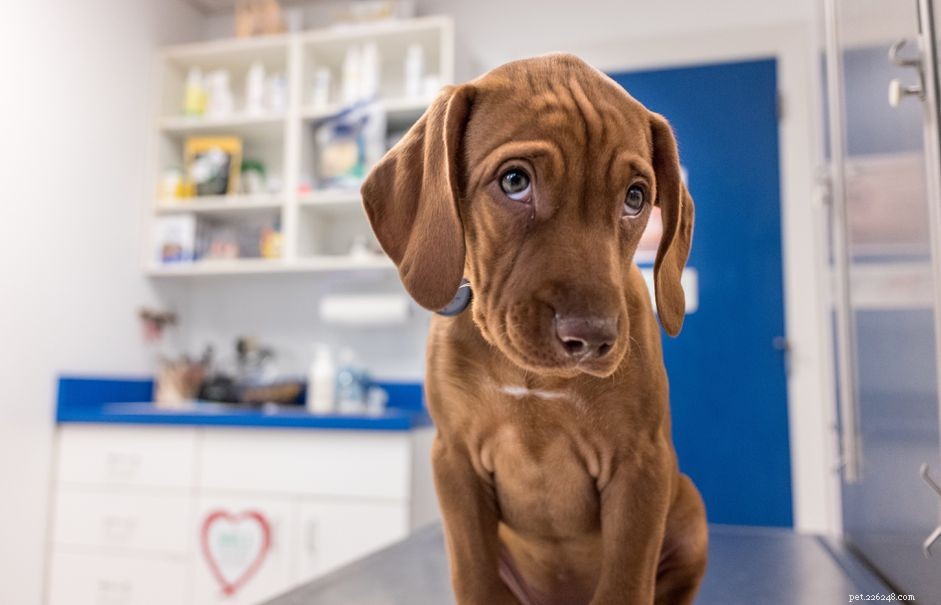 When to Bring Your Puppy to the Vet: A Practical Guide