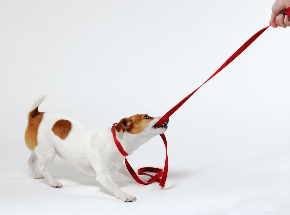 Teaching Your Puppy the  Leave It  Command