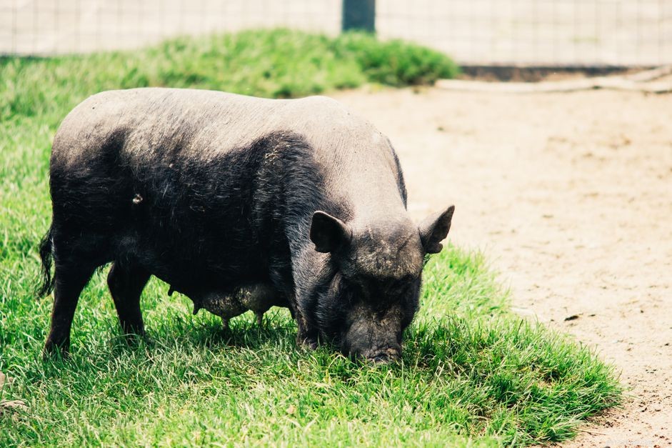 The Essential Guide to Spaying and Neutering Pot‑Bellied Pigs