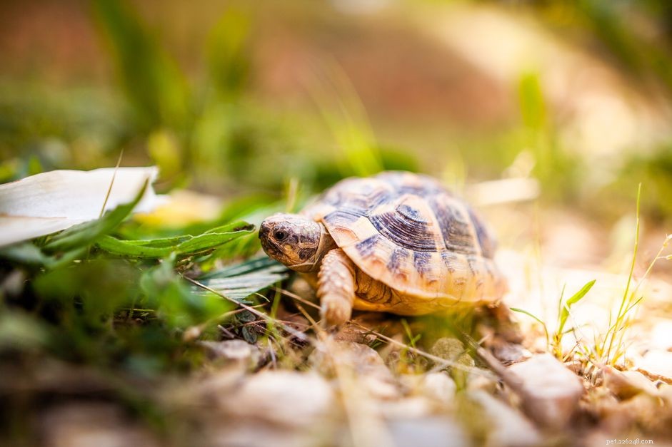 Comprehensive Guide to Turtles & Tortoises Care