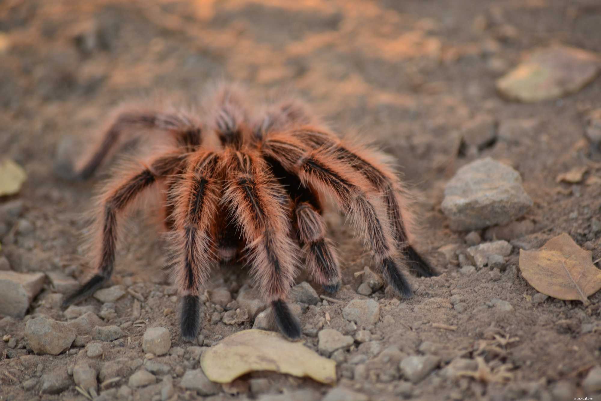 Insects & Spiders: A Beginner s Guide to Exotic Pets