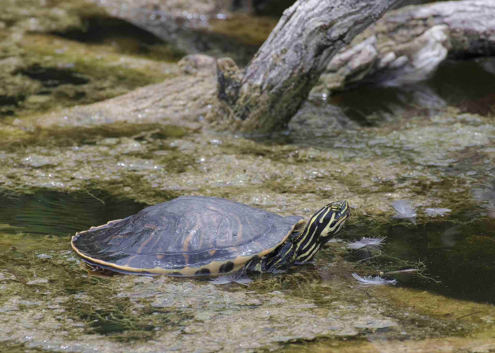 Comprehensive Guide to Turtles & Tortoises Care