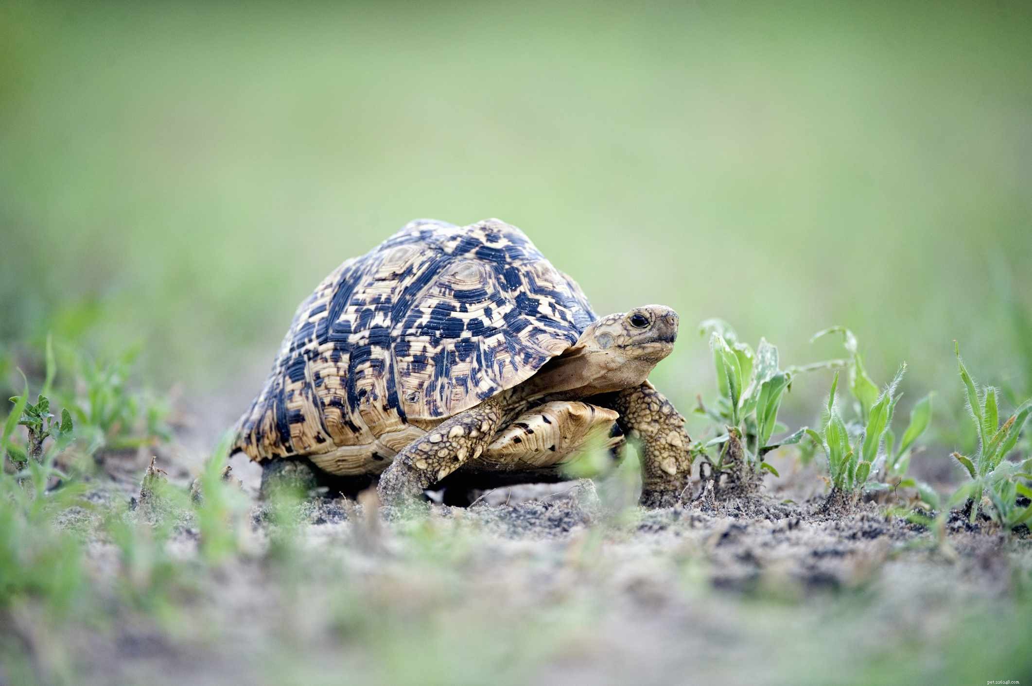 Comprehensive Guide to Turtles & Tortoises Care