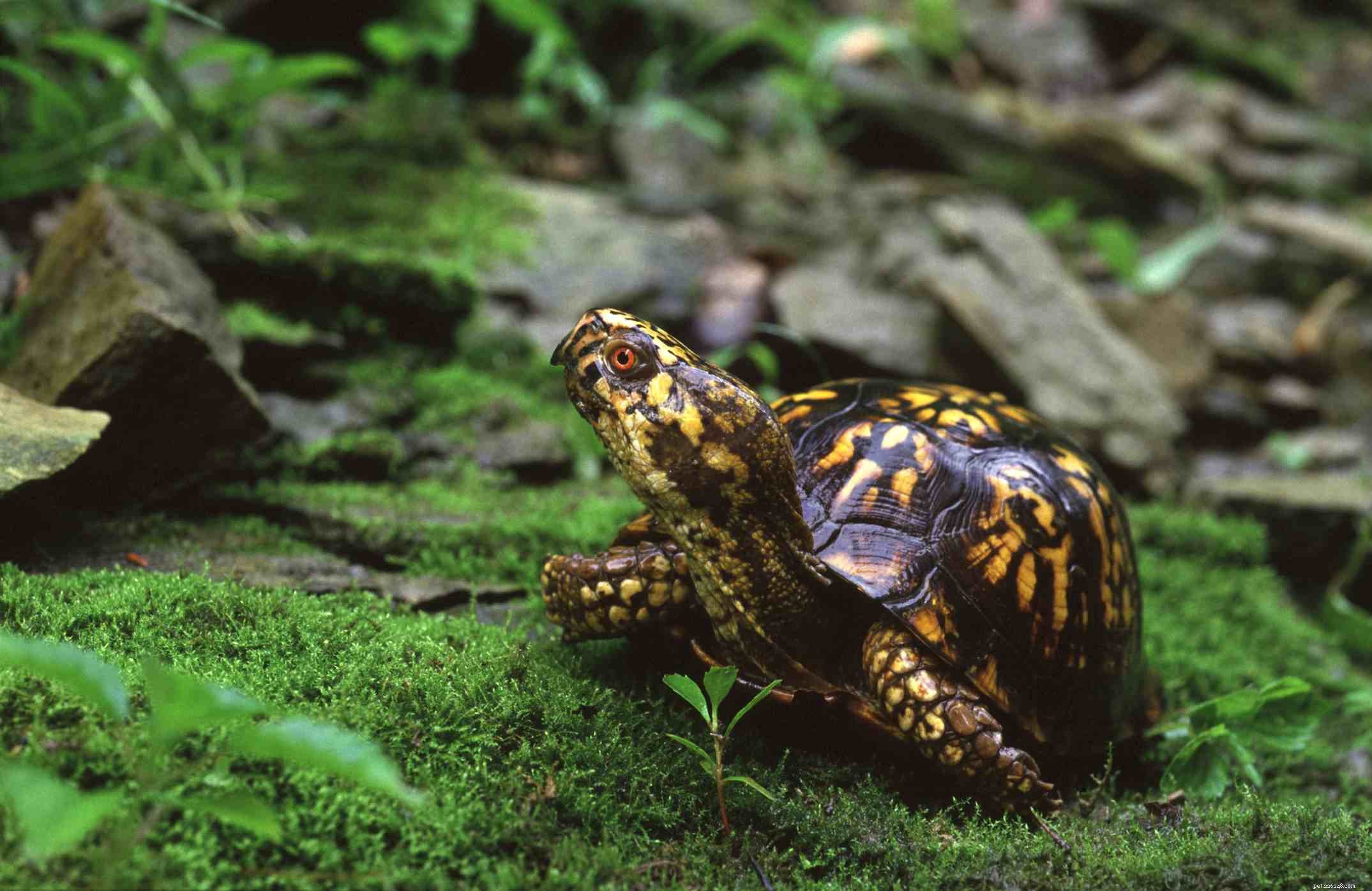 Comprehensive Guide to Turtles & Tortoises Care