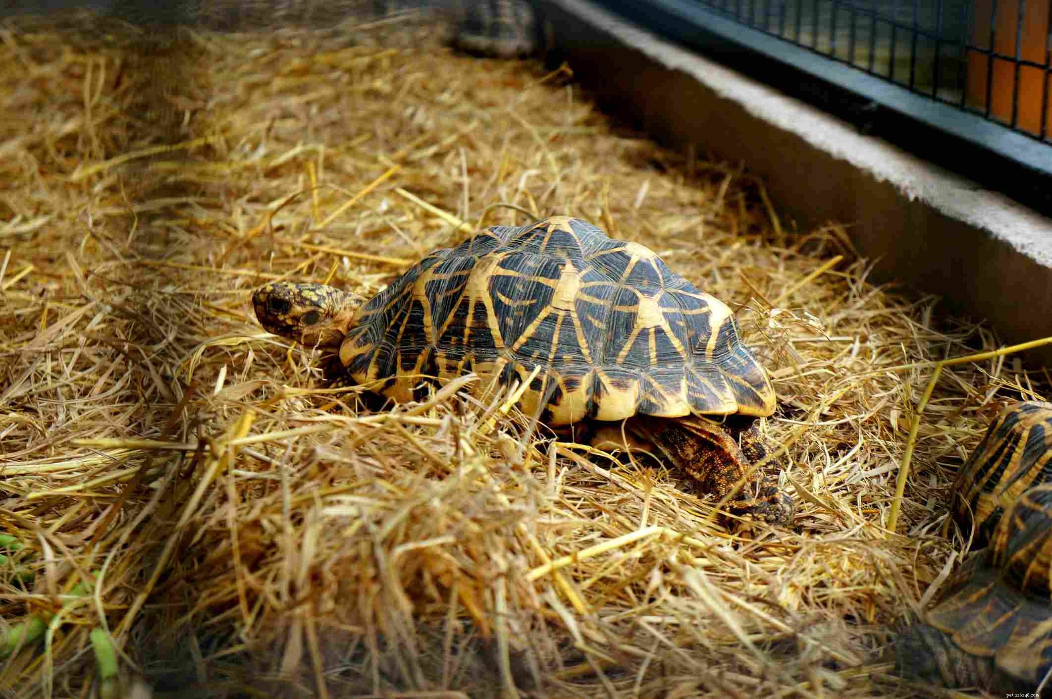 Comprehensive Guide to Turtles & Tortoises Care